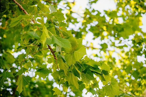 20140620_Wedding_BarrickKovatch_0229