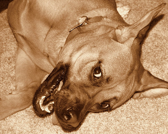 roxysep